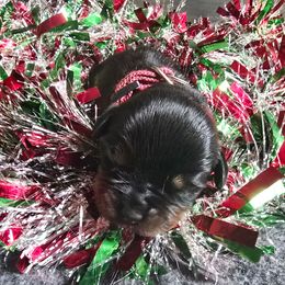 Pink girl - Black and rust female Rottweiler puppy in Peoria, Arizona from Von Diamond Hearts Rottweilers