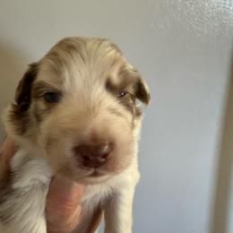 Ruby - Red merle female Australian Shepherd puppy in Ellensburg, Washington from Creekside Aussies