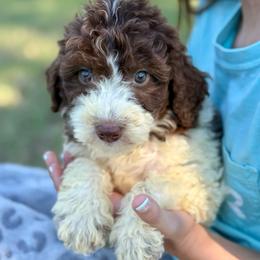Maple - Brown and white female Aussiedoodle puppy in Eastman, Georgia from Dood B Ranch