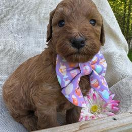 Mel - (Caramel Swirl) - Red female Bordoodle puppy in Canfield, Ohio from Poo's Doo's & Inu's