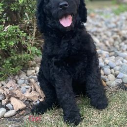 Labradoodle Puppies from Hamilton Labradoodles