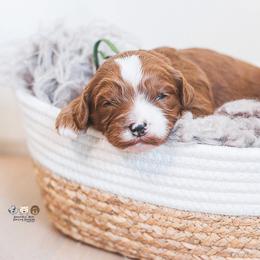 Bernedoodle and Goldendoodle Puppies from Hommel’s Mini Darling Doodles