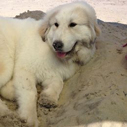 Great Pyrenees from Guardenia Great Pyrenees