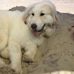 Great Pyrenees from Guardenia Great Pyrenees