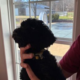 White  collar - Black female Poodle puppy in Henagar, Alabama from Windy Oak Kennels