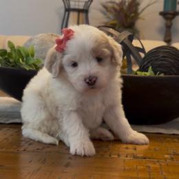 Holly - Yellow and white female Bernedoodle puppy in Cartersville, Georgia from Simply Blessed Doodles