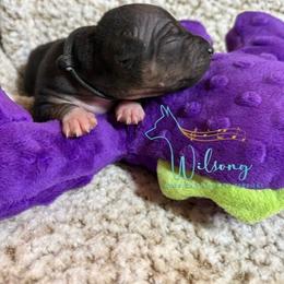 Onyx - Black tan and white male American Hairless Terrier puppy in Smith Center, Kansas from Wilsong Kennel