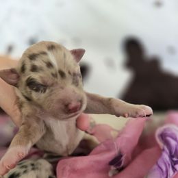Girl 1 - Red merle female Australian Shepherd puppy in Wrightsville, Georgia from Wild Magnolia Farms Aussies