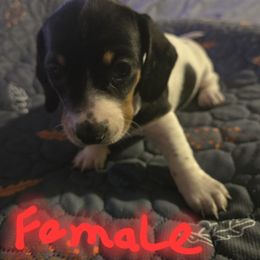 Sadie - Piebald female Dachshund puppy in Grover, North Carolina from Windie's Dachshunds