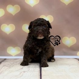 Cooper - Brown male Poodle puppy in Nashville, Arkansas from Cuddles n Curls