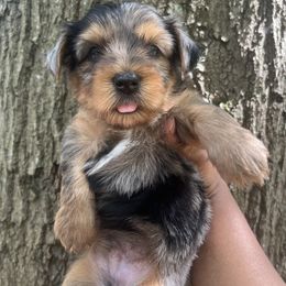 Charlie Brown - Merle male Yorkipoo puppy in Shelby, North Carolina from Precious pups dynasty kennel