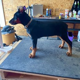 Doberman Pinscher Puppies from European Dobermans by Diana