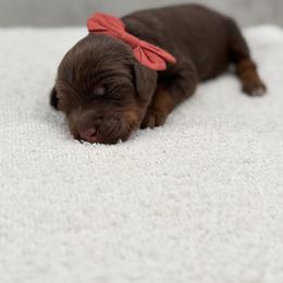 Australian Labradoodle Puppies from Liberty Hill Labradoodles