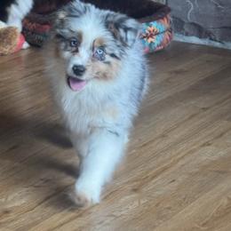 BMF1 - Blue merle female Australian Shepherd puppy in Chehalis, Washington from Wandering Acres Ranch
