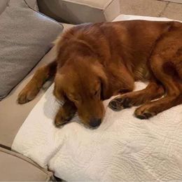 Oakley - Golden Retriever