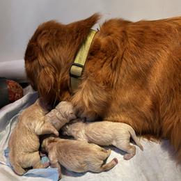 Girl 1 - Light golden female Golden Retriever puppy in Ephrata, Pennsylvania from Goldens Retreat