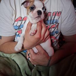 Sunfyre - Red male Boston Terrier puppy in Colorado Springs, Colorado from M&Bs Boston Terriers