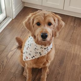 Addy - Goldendoodle