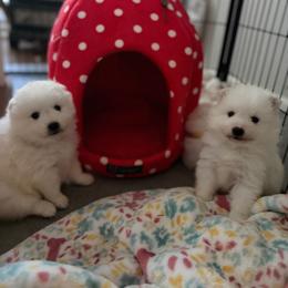 Green - White male Japanese Spitz puppy in Madison, Alabama from Cinabell Japenese Spitz