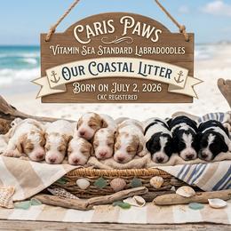 Breezy - Parti male Labradoodle puppy in Plainfield, New Jersey from Caris Paws Poodles and Labradoodles