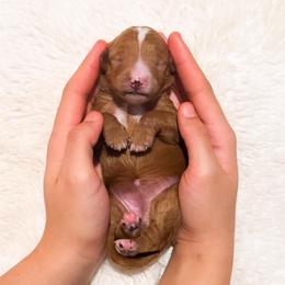 Ms Yellow - Red  female Goldendoodle puppy in Kissimmee, Florida from Poodle Doodle Kennels
