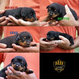 4th Pick Male - Black and mahogany male Rottweiler puppy in Frazeysburg, Ohio from Mountain High Kennels