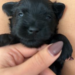 Miniature Schnauzer Puppies from Birkin’s Miniature Schnauzers