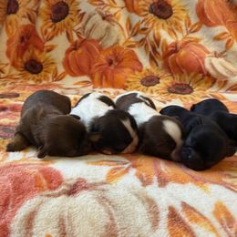 Shih Tzu Puppies from Blue Ridge Shih Tzus