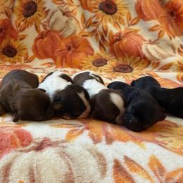 Shih Tzu Puppies from Blue Ridge Shih Tzus