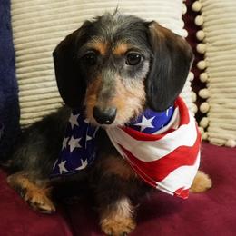 Millie - Dachshund