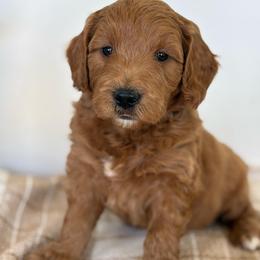 Copper - Apricot male Goldendoodle puppy in Strasburg, Virginia from Shenandoah Valley Doodles