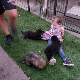 German Shepherd Puppies from z Hodinek