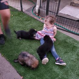 German Shepherd Puppies from z Hodinek