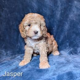 Jasper - Buff male Cockapoo puppy in Sunset, Louisiana from Cano Cockapoos