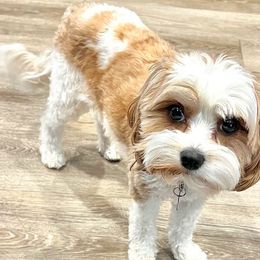 Indy - Cavapoo