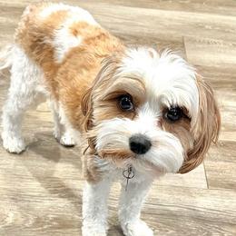 Indy - Cavapoo