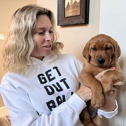 Labrador Retriever Puppies from SR Kennels