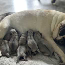 Boy 4 - Fawn male Pug puppy in New Haven, Indiana from Milan Pugs