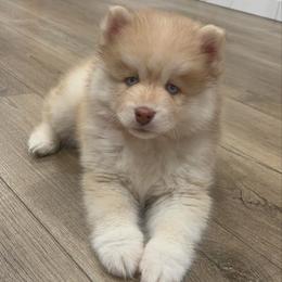 Potato - Red and white male Pomsky puppy in Tonasket, Washington from Washington Pomskies