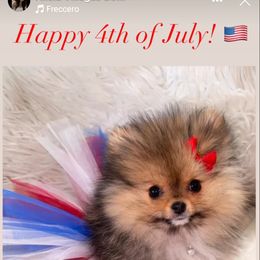 Pomeranian Puppies from Glitzypoms