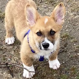 Pembroke Welsh Corgi Puppies from Desert Sunset Pembroke Welsh Corgis