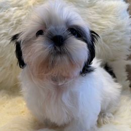 AKC - Phantom Girl (Champion Bloodlines) - Black and white female Shih Tzu puppy in Long Beach, California from Prieto Shih-Tzu's