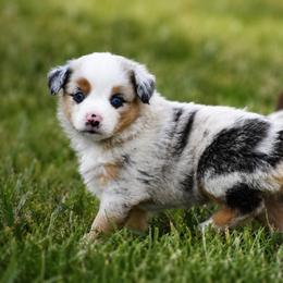 Cheyenne - Blue merle female Miniature Australian Shepherd puppy in Lowgap, North Carolina from Baileys Mini Aussies