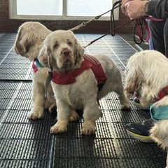 Clumber Spaniel Puppies from Creswick Clumber Spaniels