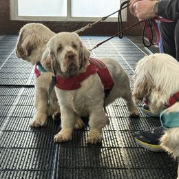 Clumber Spaniel Puppies from Creswick Clumber Spaniels