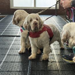 Clumber Spaniel Puppies from Creswick Clumber Spaniels