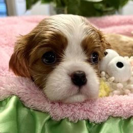 Cavalier King Charles Spaniel puppies from Thunder Pups Farm