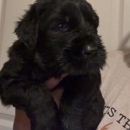 Max - Black female Giant Schnauzer puppy in Houston, Texas from Elevated Pearl Giants