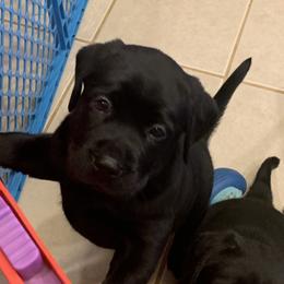 Labrador Retriever Puppies from Viklan Labradors