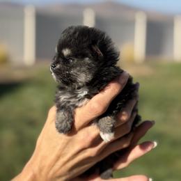 Miso - Black and tan female Pomeranian puppy in Winchester, California from Polina's Poms